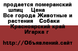 продается померанский шпиц  › Цена ­ 35 000 - Все города Животные и растения » Собаки   . Красноярский край,Игарка г.